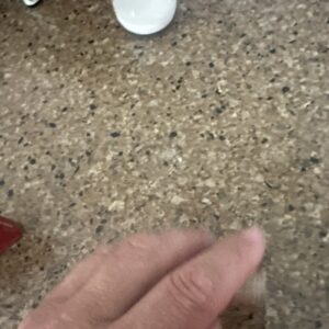 Carquest - National 8293S Wheel Seal Chevrolet El Camino Chevy II 1962-1964 New!